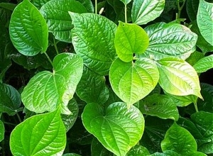 Cách chữa thoái hóa đốt sống cổ bằng lá lốt an toàn tuyệt đối, hiệu quả nhanh chóng